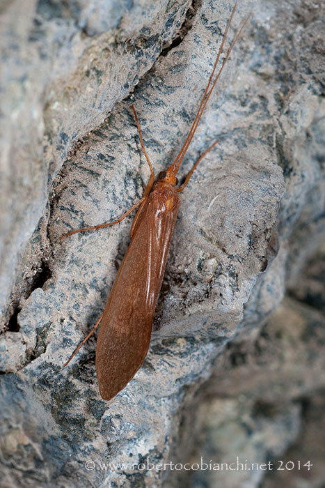 Stenophylax in grotta c/o Bologna